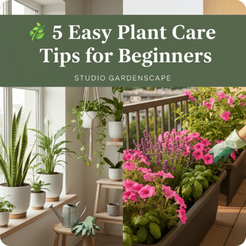  5 Easy plant