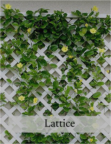 Lattice